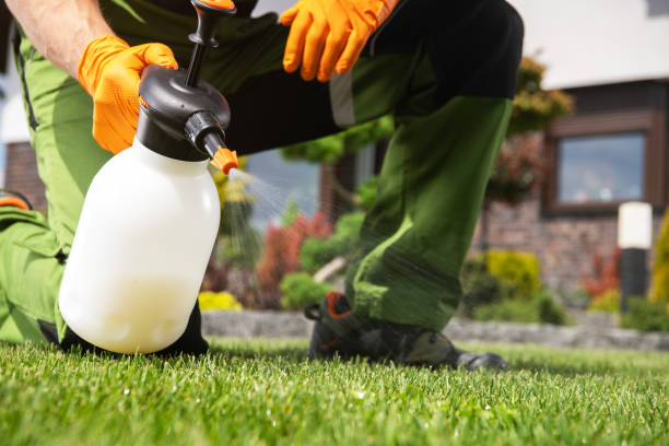 Best Local Pest Control Services  in Emerald Lake Hills, CA