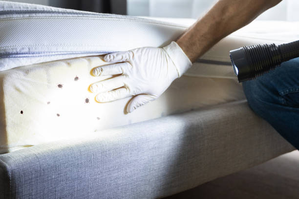 Reliable Emerald Lake Hills, CA Pest Control Solutions