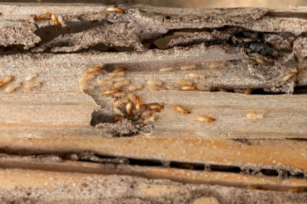 Best Spider Control Near Me  in Emerald Lake Hills, CA