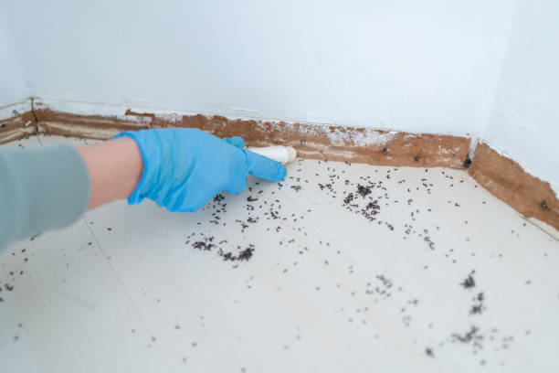 Best Pest Control Near Me  in Emerald Lake Hills, CA