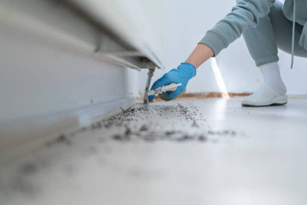 Best Flea Control Services  in Emerald Lake Hills, CA